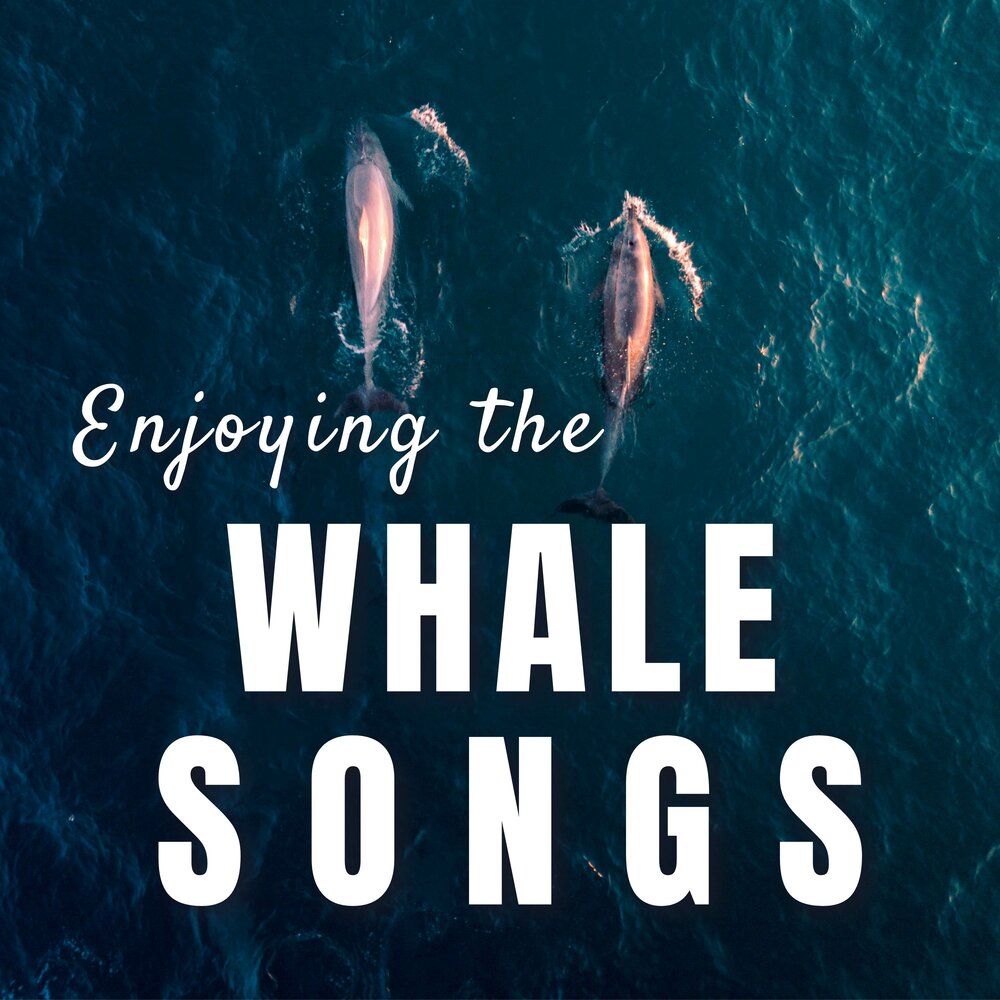 can whales sing