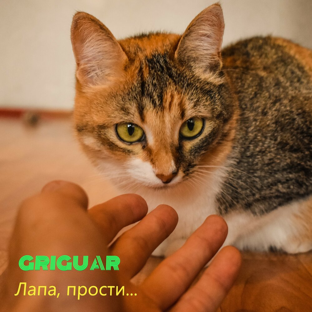 Песня лапа