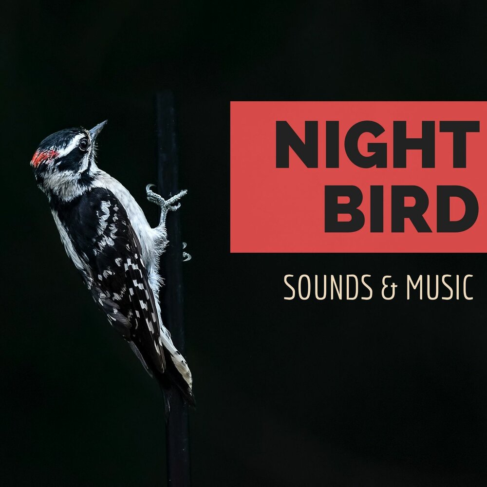 Other side песня. Калатозова «летят журавли». Bird sounds. Bird at night. The credits are rolling.