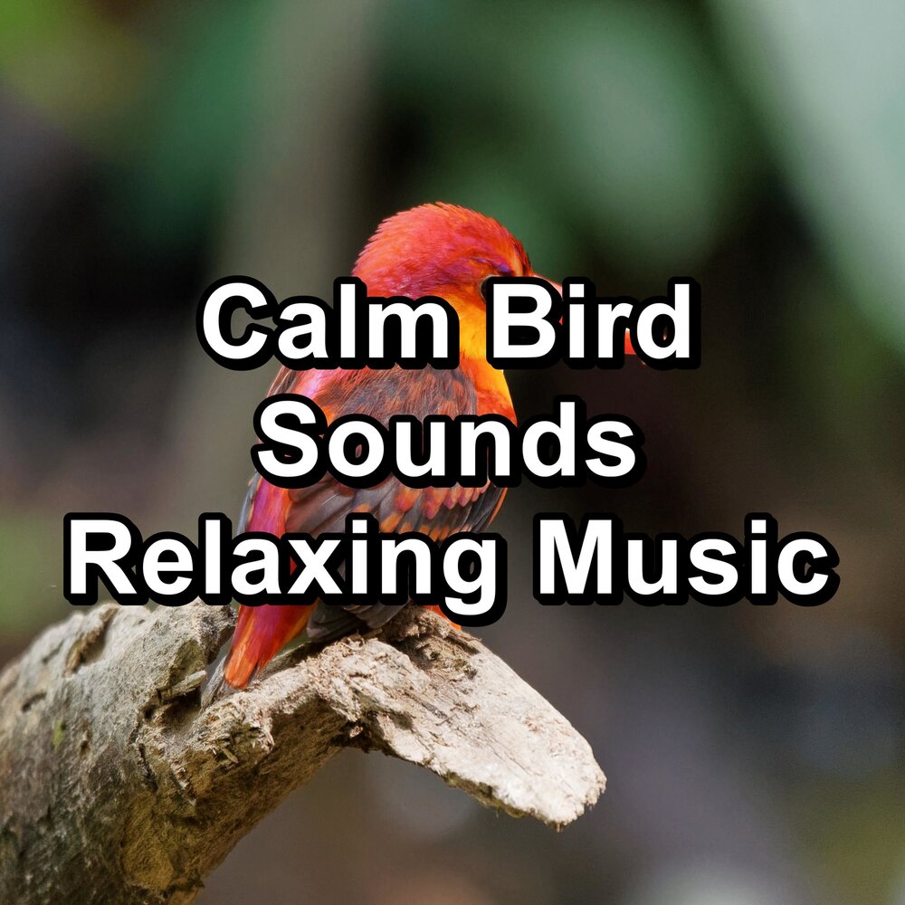 Listening birds. Calm Bird перевод.