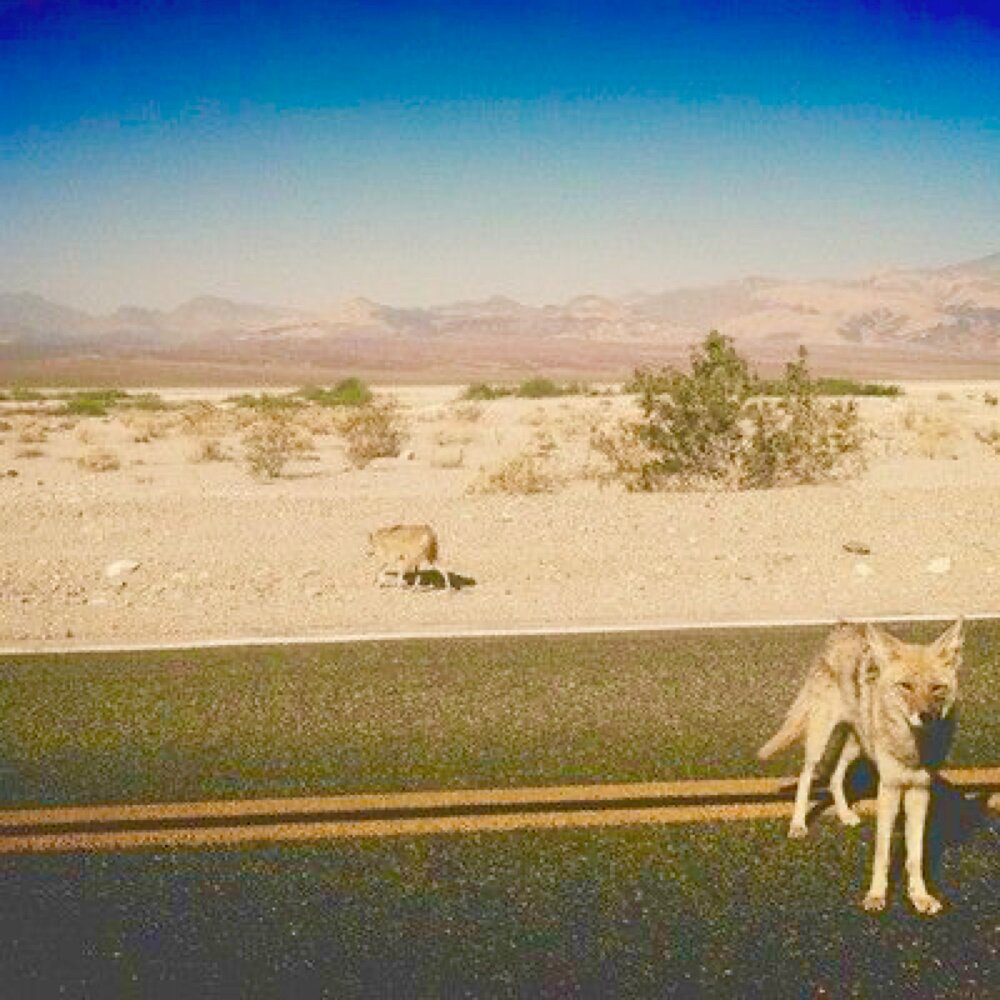 Don t desert. Эстетика пустыни. Койот в пустыне. Пустыня Эстетика. Эстетика пустынных животных.