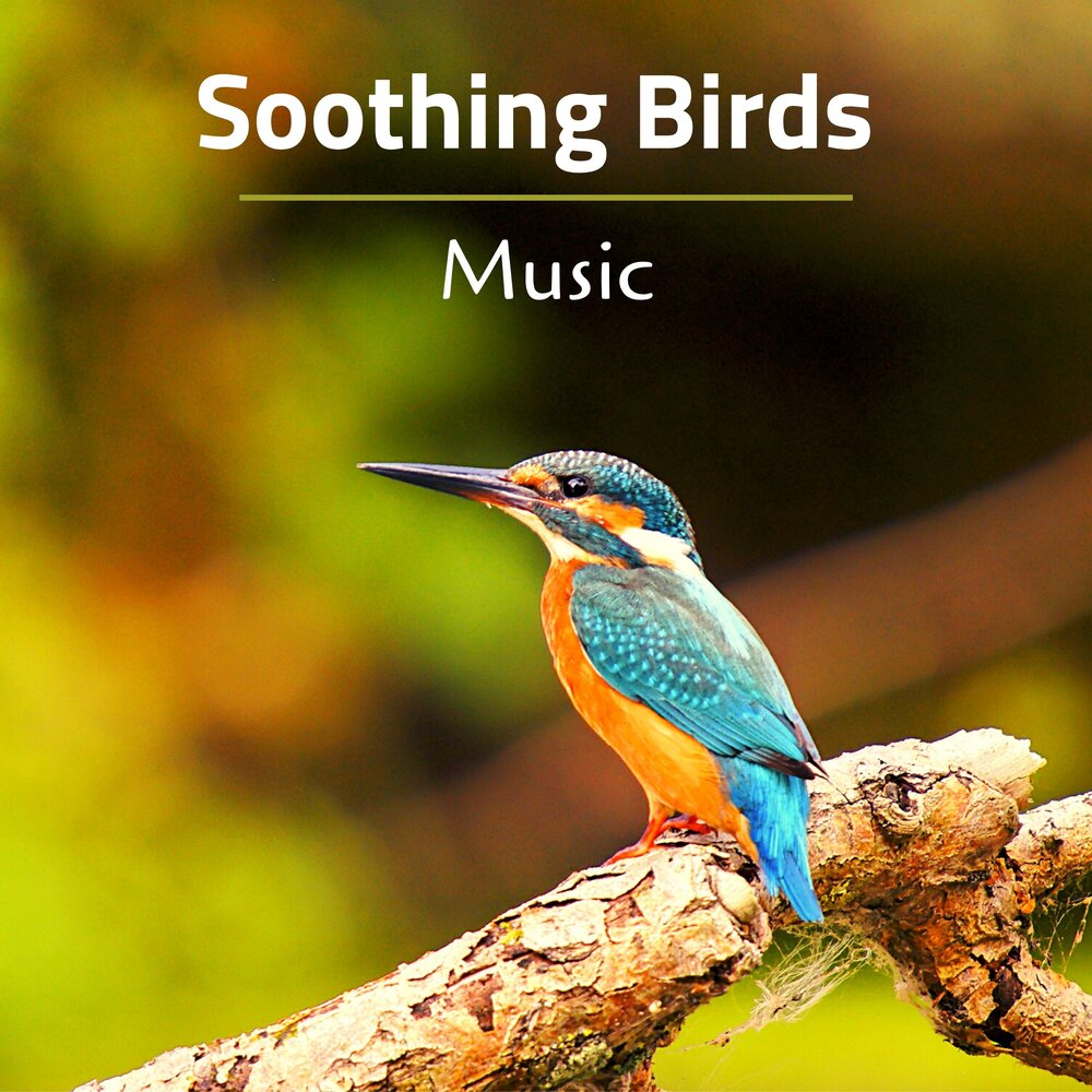 Слушать музыку птицы релакс. Bird Sound. Birdsong птица. Звуки птиц релакс. Morning Bird.
