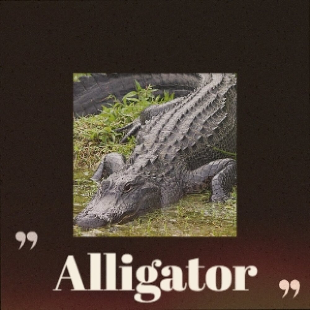 Аллигатор песни. Di Alligator альбомы. Music Alligator. DN Alligator альбомы. Аллигатор песня текст.