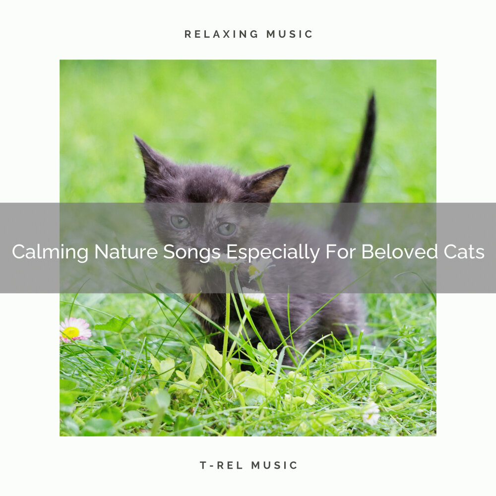 Кошка в пустыне. Анималотерапия кошки. Now only cats will follow me. Кошка кушает. Собираемся в дорогу.