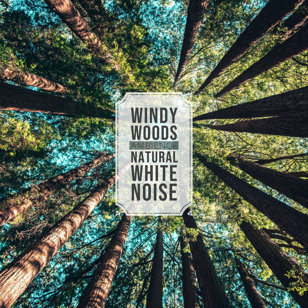 Natural Sounds. Chandys Windy Woods logo.