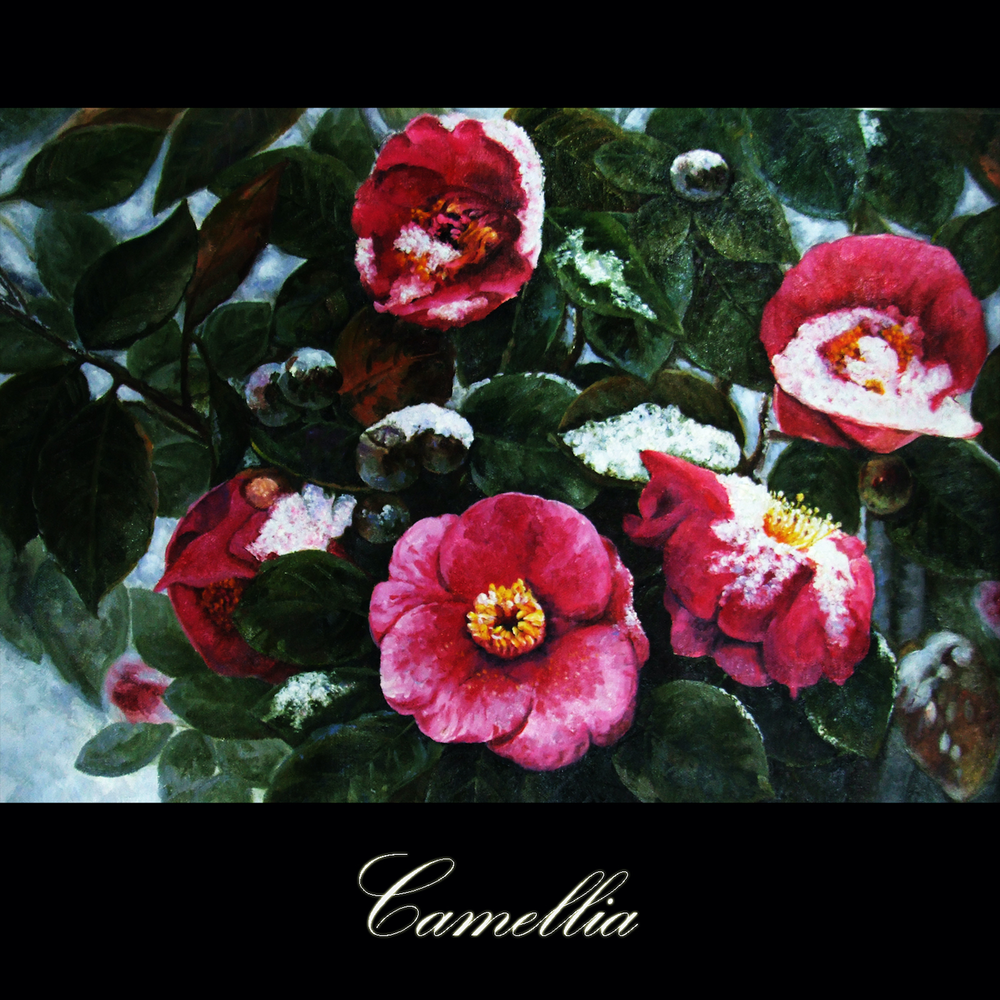 Камелия слушать. Камелия разноцветные огни. Camellia album.