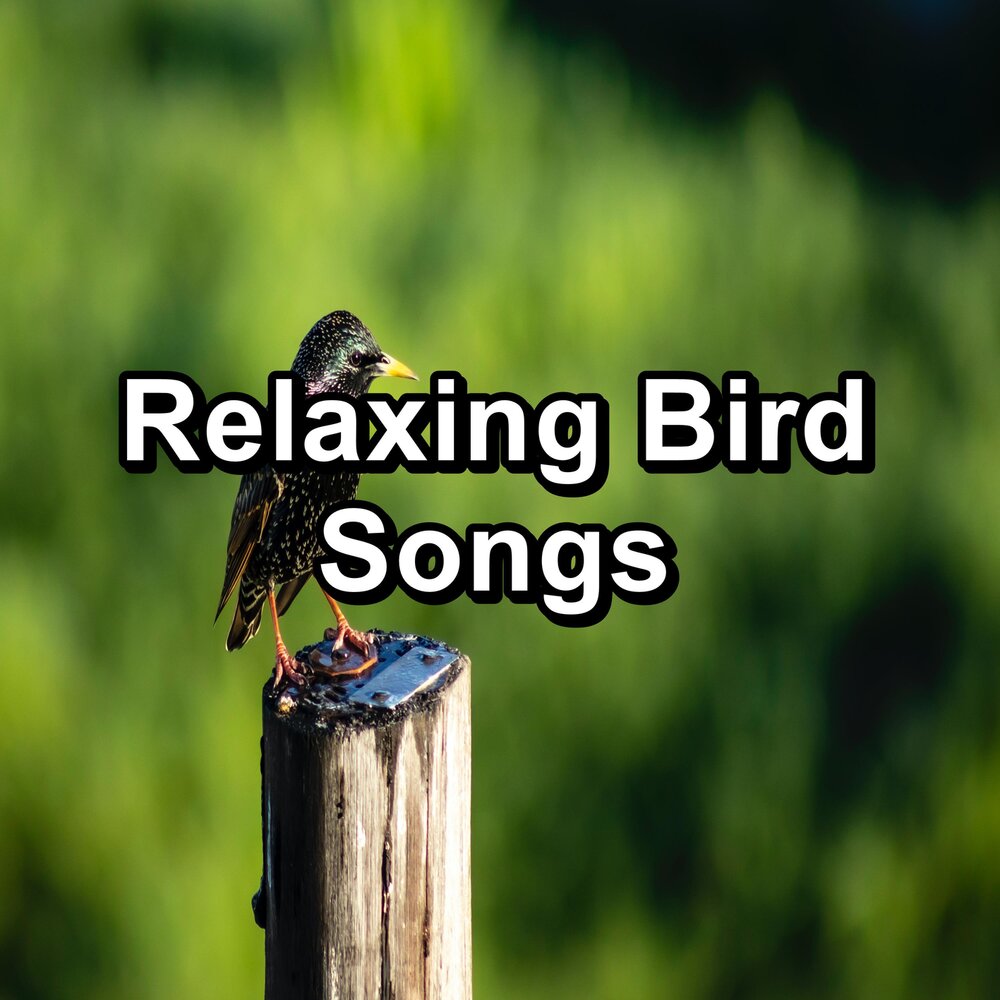 Listening birds