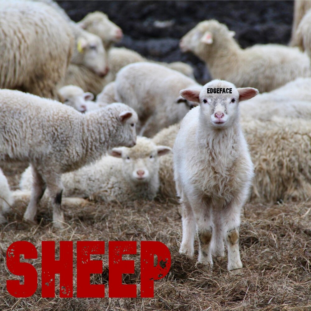 Песни sheep up. Звук овцы в Румынии. Sheep песня. Lay Sheep album. Звук овцы слушать.