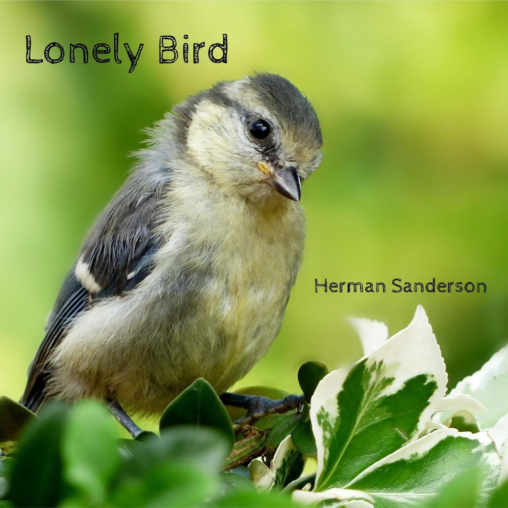 Lonely Bird. J Bird. J birds