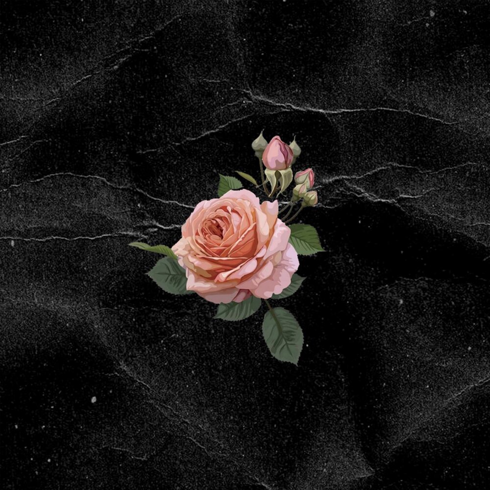 Розочка слушать. Розы на снегу. Обложка альбома розовые розы. Обои на телефон цветы розы на снегу. Roses BPM.