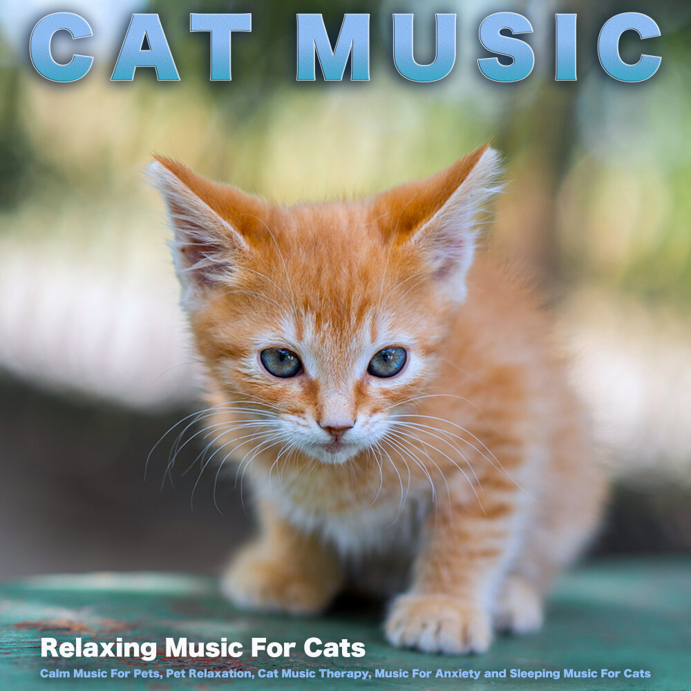 Music for cats. Relaxing Music for Cats. Relax Cat Music. Music Therapy for Cats. My Pet Cat.