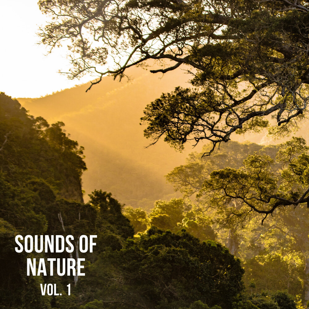 Nature noise. Sounds of nature.