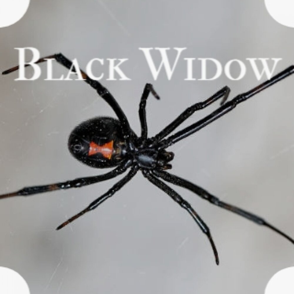 Вдова минус. Чёрная вдова паук самец и самка. Черная вдова паук альбинос. Самец черной вдовы. Черная вдова паук глаза.
