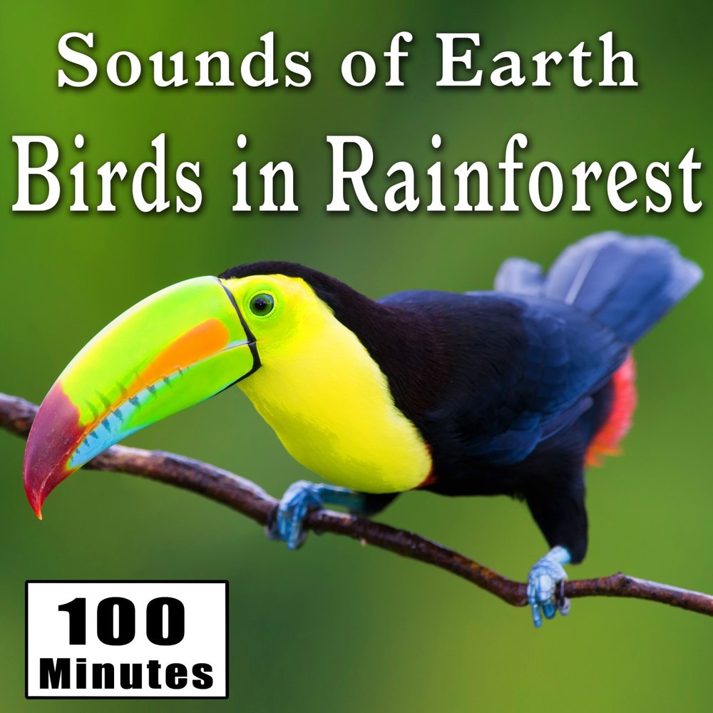 Earth bird. Bird Sounds. The Sounds of Earth. Forest Songbird.