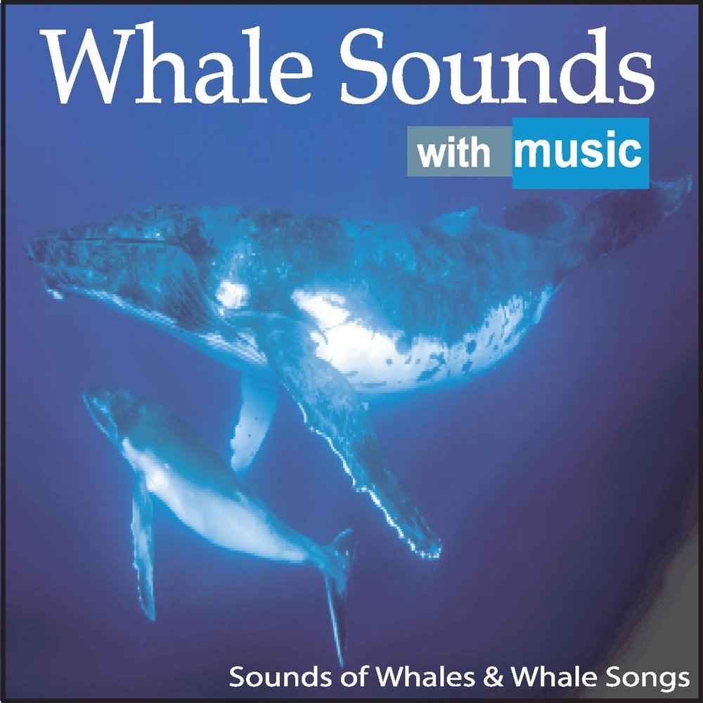 Songs and Sounds of Whale. Steve Whale the Business. Релаксирующая музыка киты.