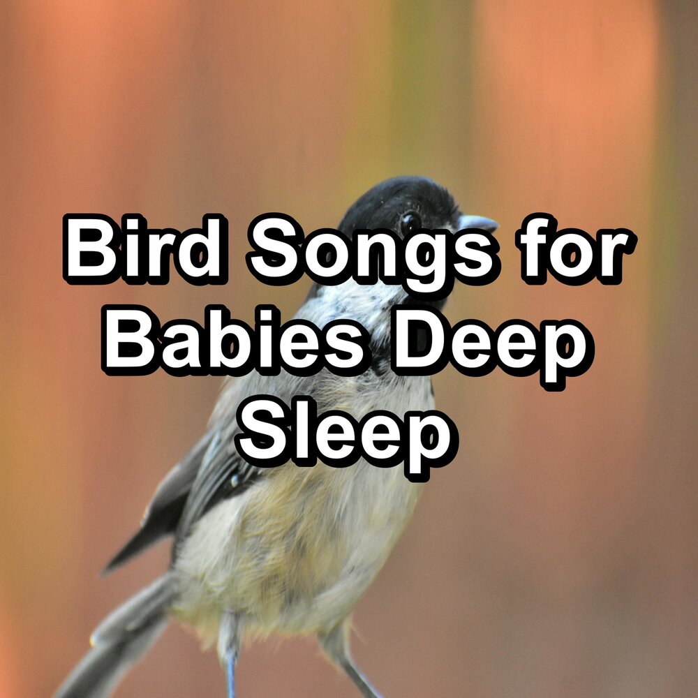 Слушать музыку птицы релакс. Songbird ASMR.