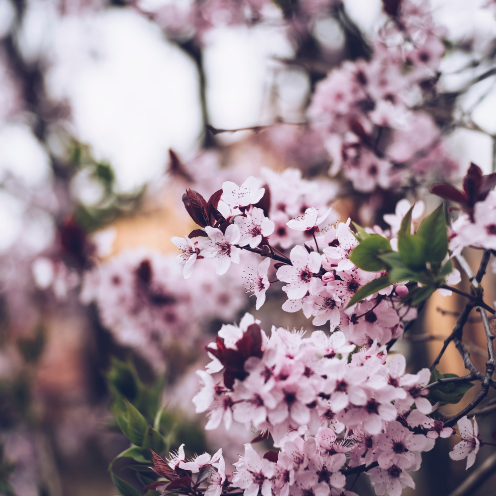 Around spring. Антик фиолет. Green White Violet. Antique Violet - Medium.