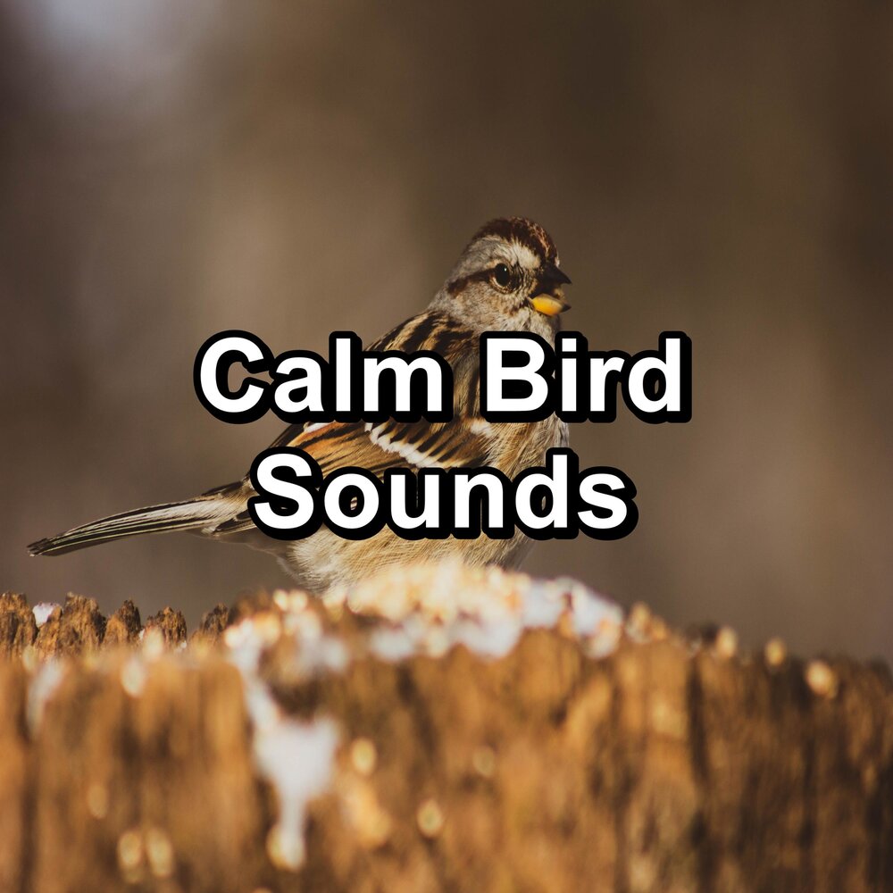 Listening birds. Calm Songs.