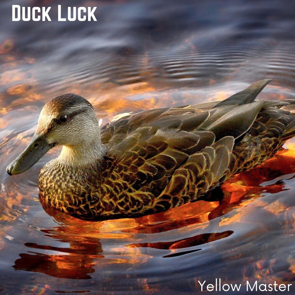 Duck luck. Luck Duck. Yellow Master.