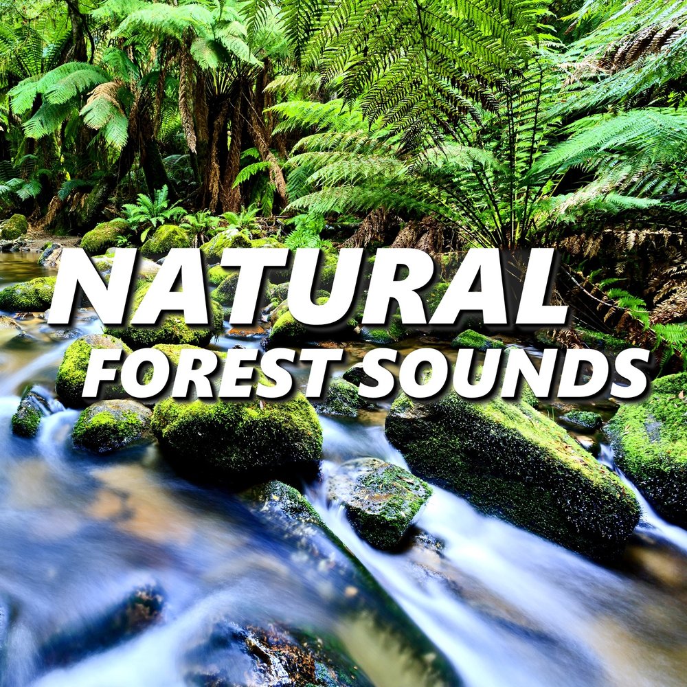 Nature song. Плейлист на природу. Звуки джунглей. Sounds of the Forest. Natural Sounds.