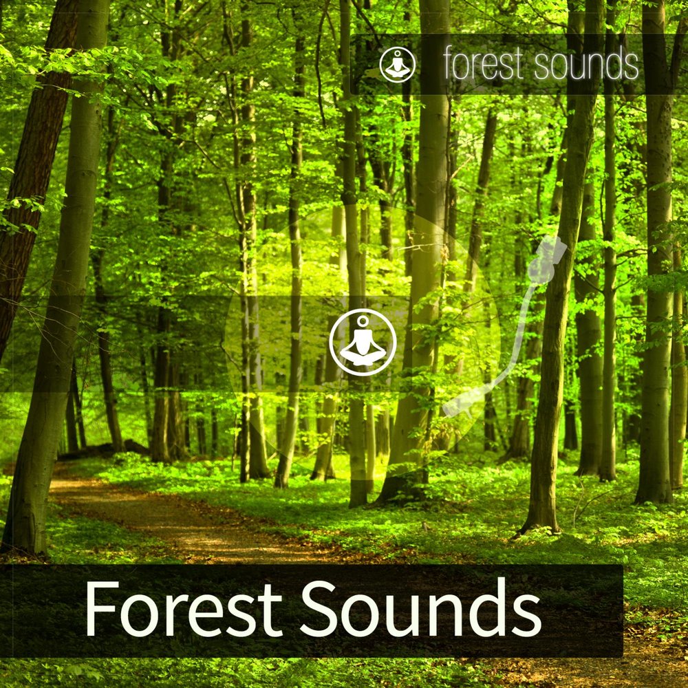 Включи ночные звуки леса. @_No_News_ тик ток Forest Sounds - tracks of nature.