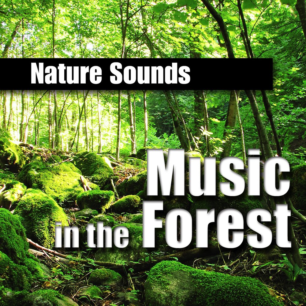Nature is calling. Sounds of nature. Музыка леса. С музыкой Forest. Natural Sounds.