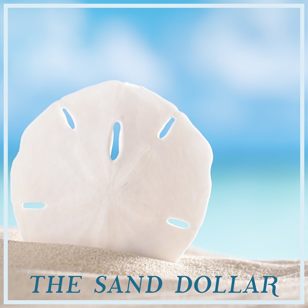 Sand dollars 311 mp3 torrent computer oriented numerical techniques ebook torrents