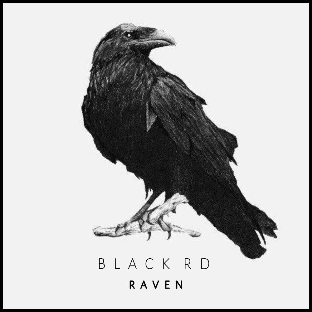 Black raven. Грач референс. Ворон на ветке. Ворон сидит.