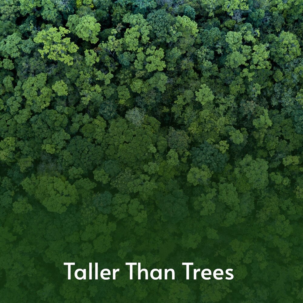 Кривое дерево. Дерево чувств картинка. Обнимает дерево. Than a tree. Картас дерево друидов.