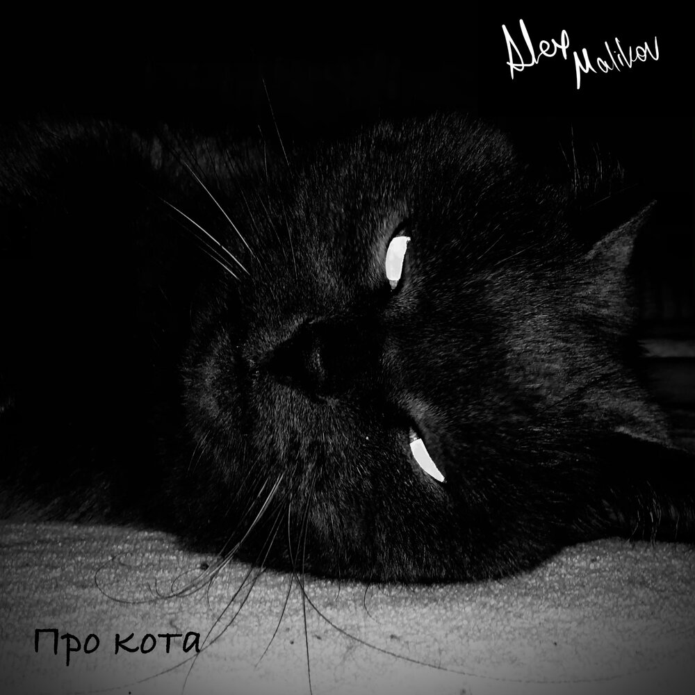 Кот алекс. Слушать котов. Песня про котиков слушать. Кот слушает песню. Мой котик песня слушать.