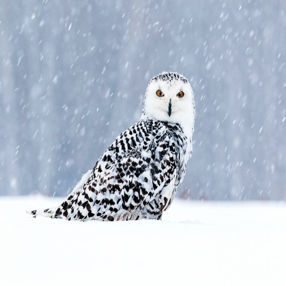 Riona из игры being a dik. 2. Such a sharp. 6. Such a sharp.