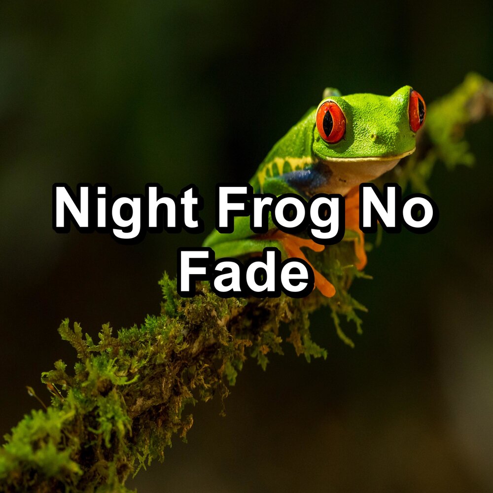 Frog night. Frog Sound. Midnight Frog.