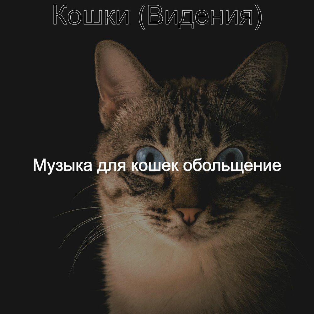 Музыка для котят. Песня про кошку. Песни про кошек.