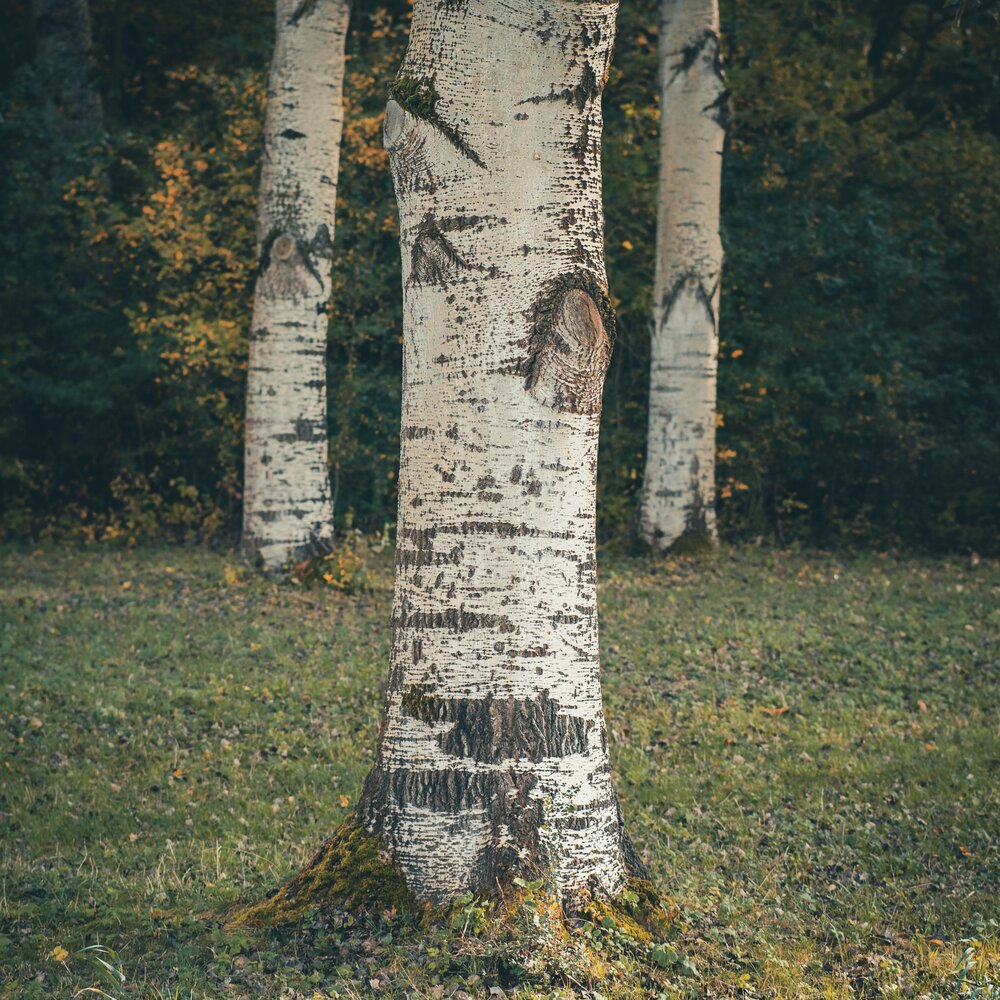 Birch видео. Корни березы. Береза с семью дуплами. Старинный фотоальбом с берёзы. Шанхай белая берёза альбом.