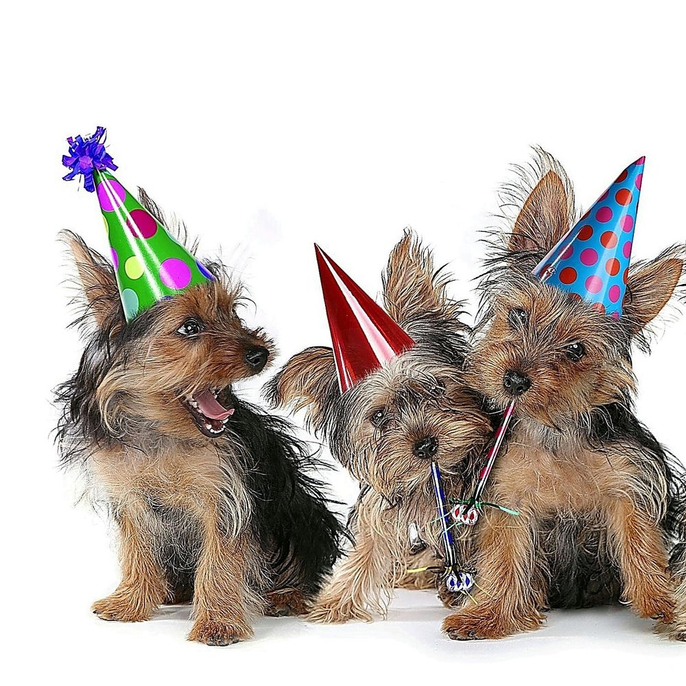 рождение йорка. йоркширский терьер рождение. королевский йоркширский терьер. йоркширский терьер переросток. йорки и цветы.