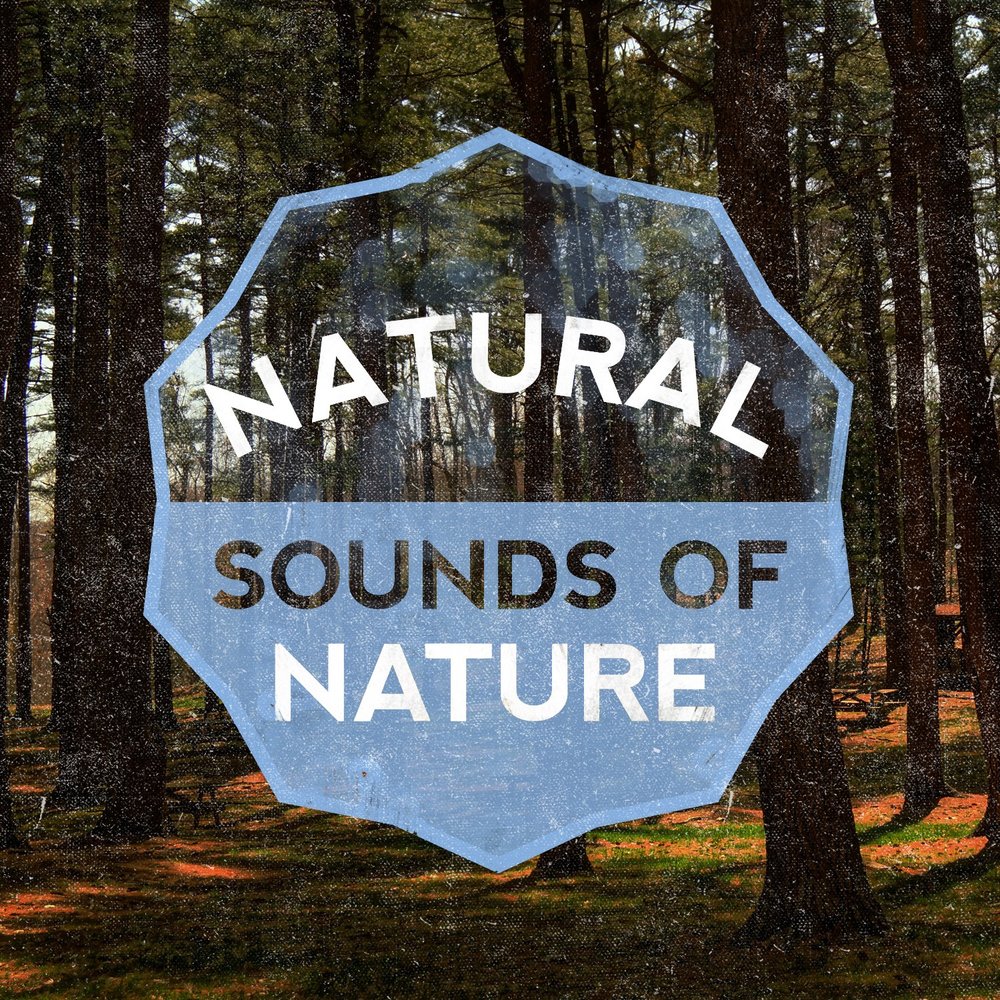 Life is a nature. Sounds of nature. April Woodland. Natural Sounds. Natural Life.
