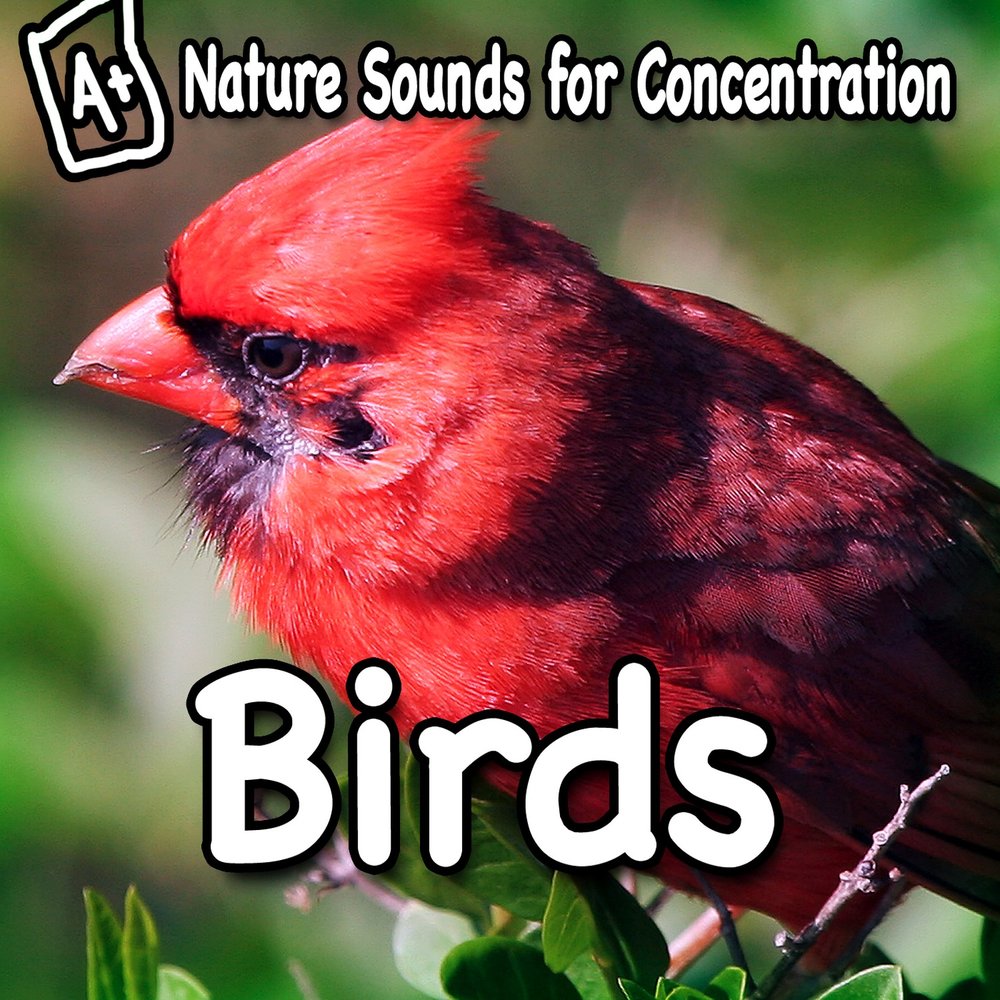 Listening birds. Bird Sound. Listen to the Birds. Bene Bac Bird.