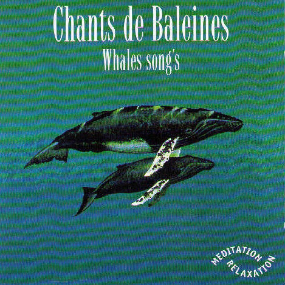 Whale Song. Song of the Whale Ultimate Relaxation. Song of the Whales переводиться. Питер Винтер песни китов.