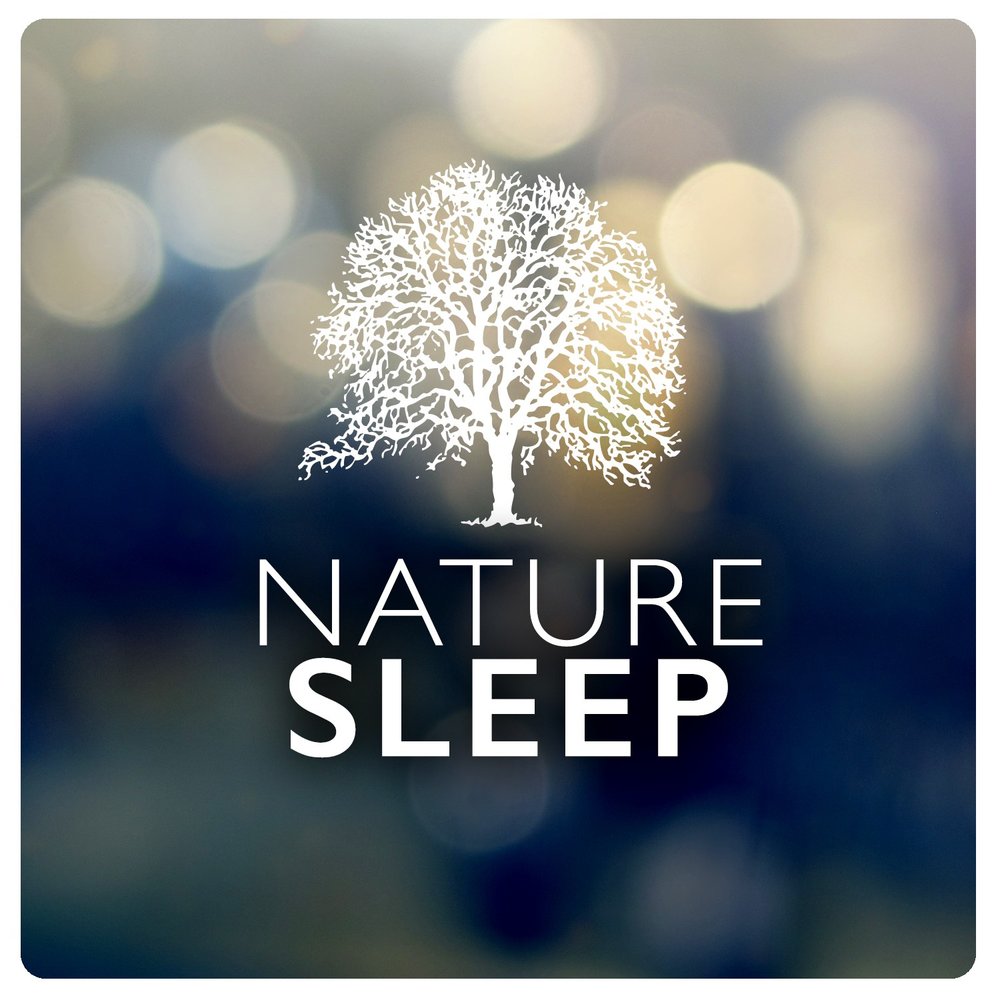 Focus music. Focused Relaxation слив. Dream nature. Winter Dreams Sound of nature. Nature to Sleep.