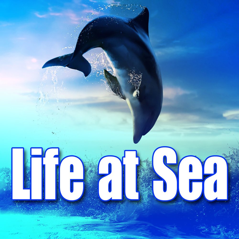 Свист дельфина. Звуки дельфинов. Звук дельфина слушать. Life at Sea. Луна дельфины слушать