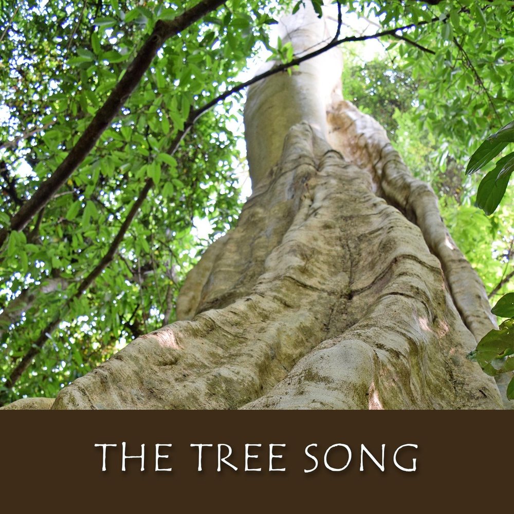 Песня trees. Tree Song. Песня про дерево. Другое дерево песня. Висиличное дерево песня.