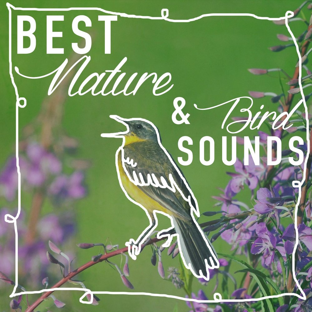Природы Sounds учебник. Sounds of nature посуда. Natural goodness. Bird Sound. Минусовка природа