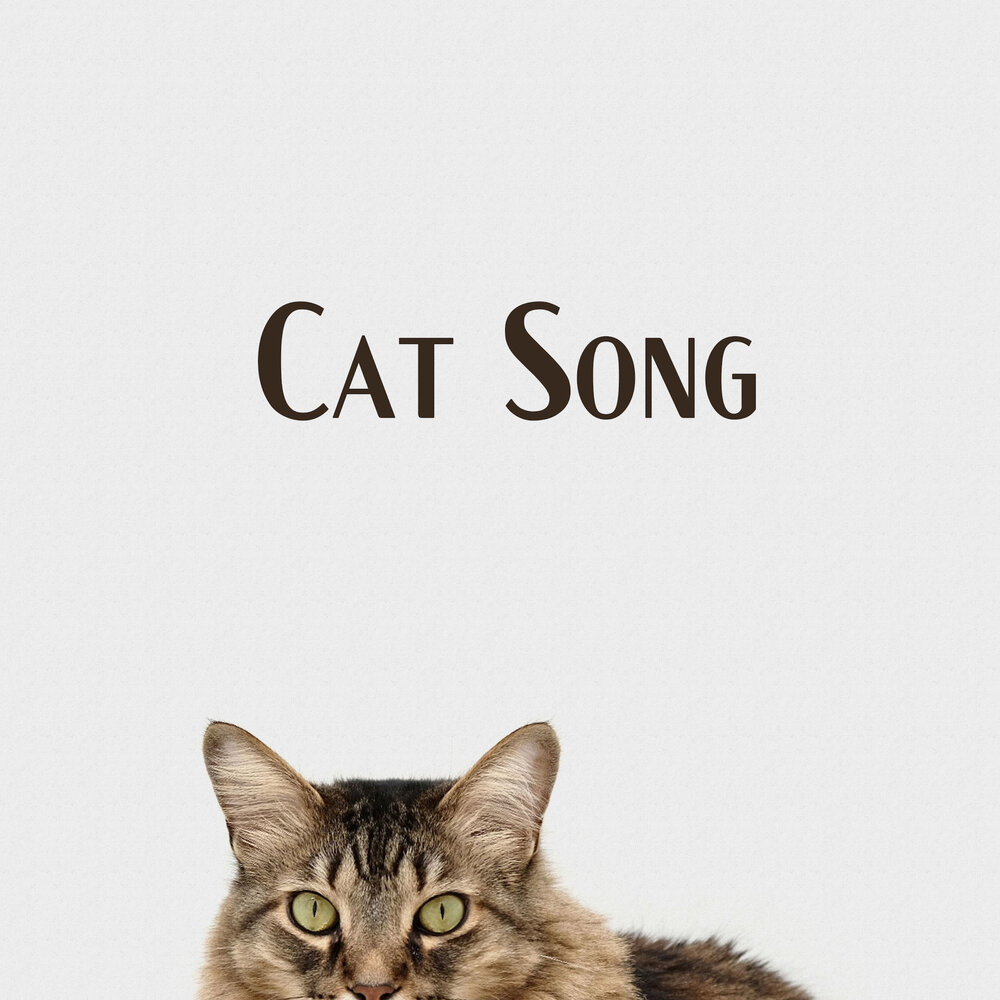 Cat Song. Песня про кошку. Альбом кошка. Maxwell Cat Song.