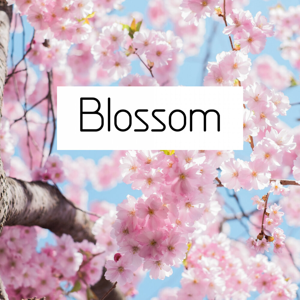 Blossom песня перевод. Blossom dearie. Blossom песня перевод. Blossom песня перевод. Сакура на языке цветов.