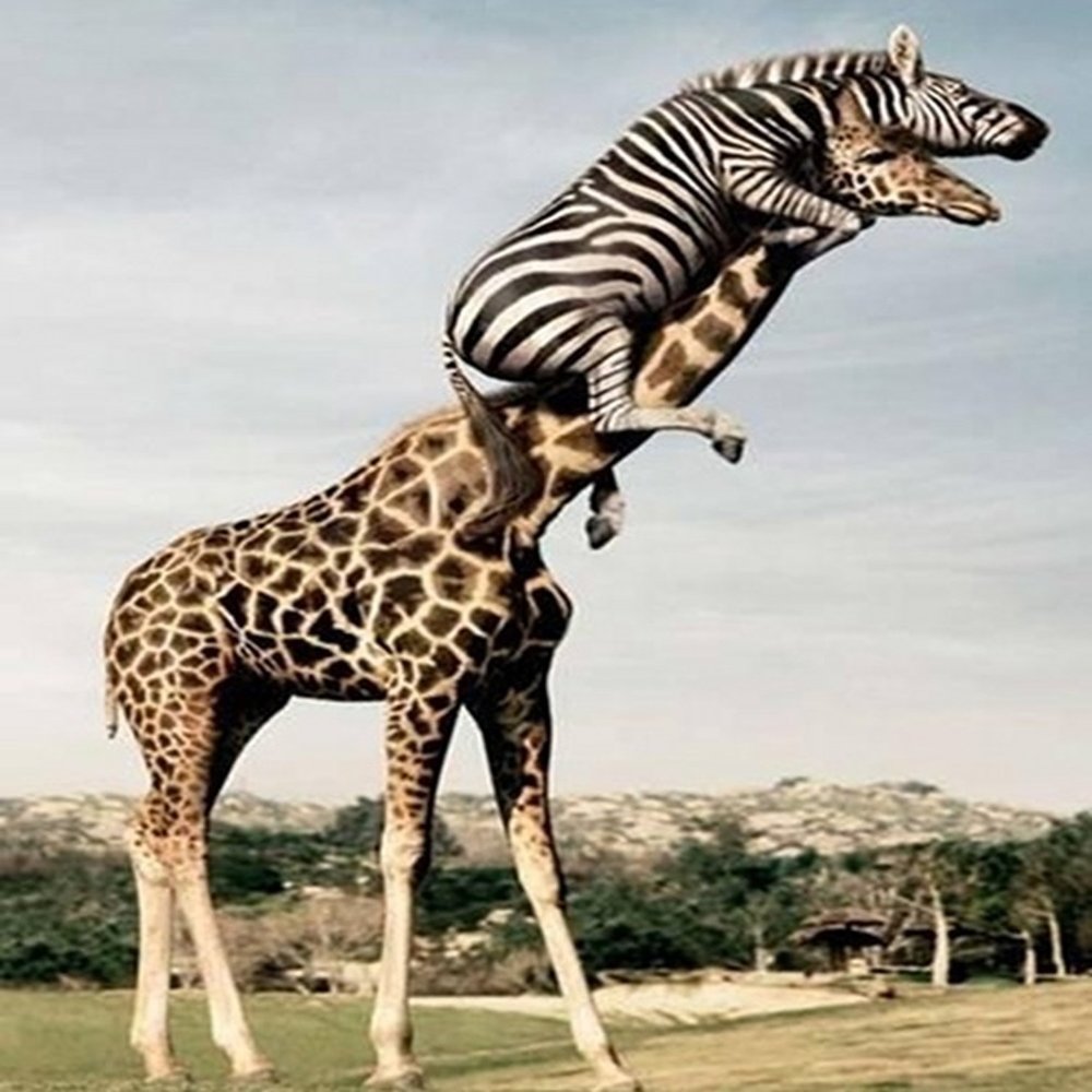 m1000x1000?webp=false