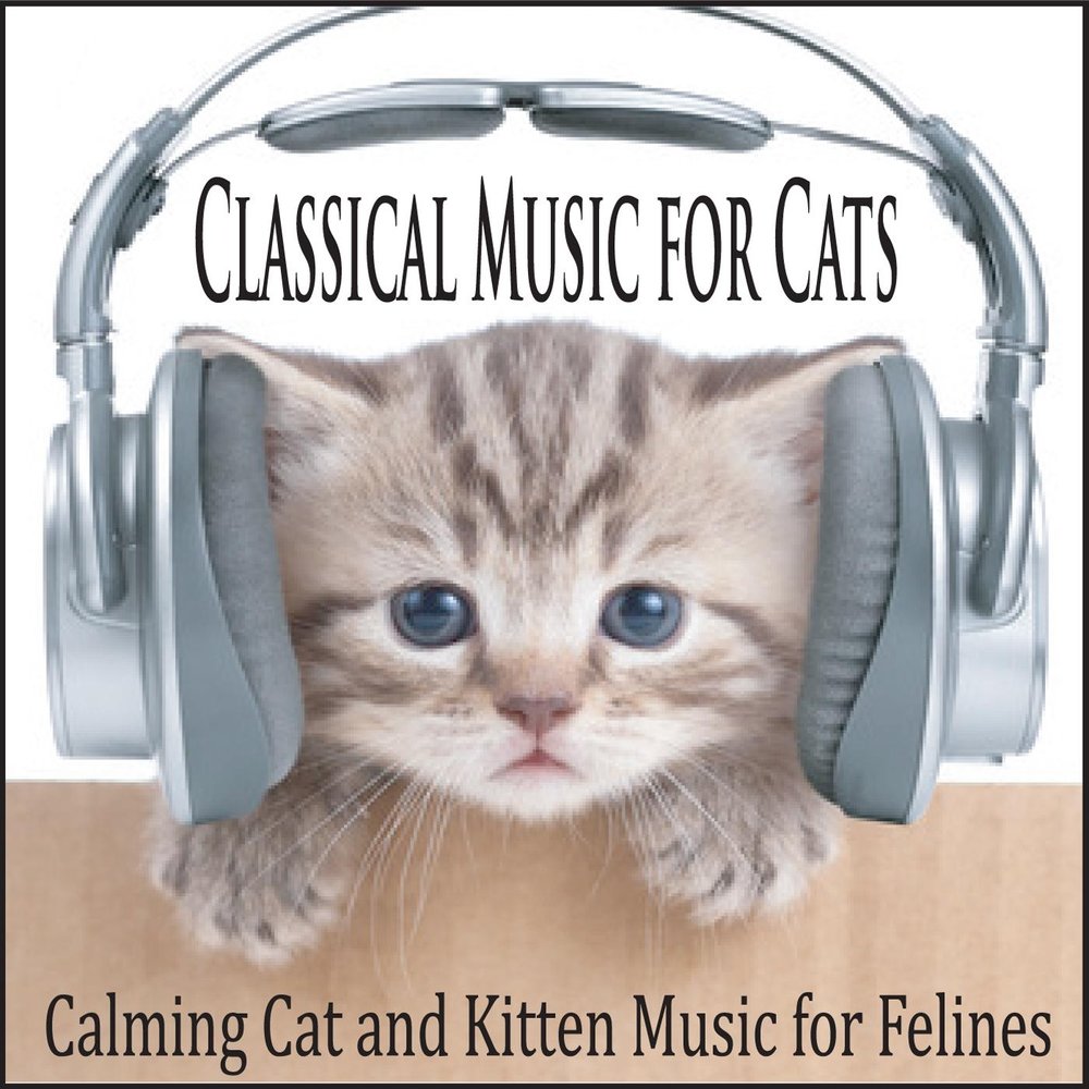 Музыка для кошек слушать. Кот в наушниках. Котик с наушниками. Милый котик в наушниках. Кот с большими наушниками.