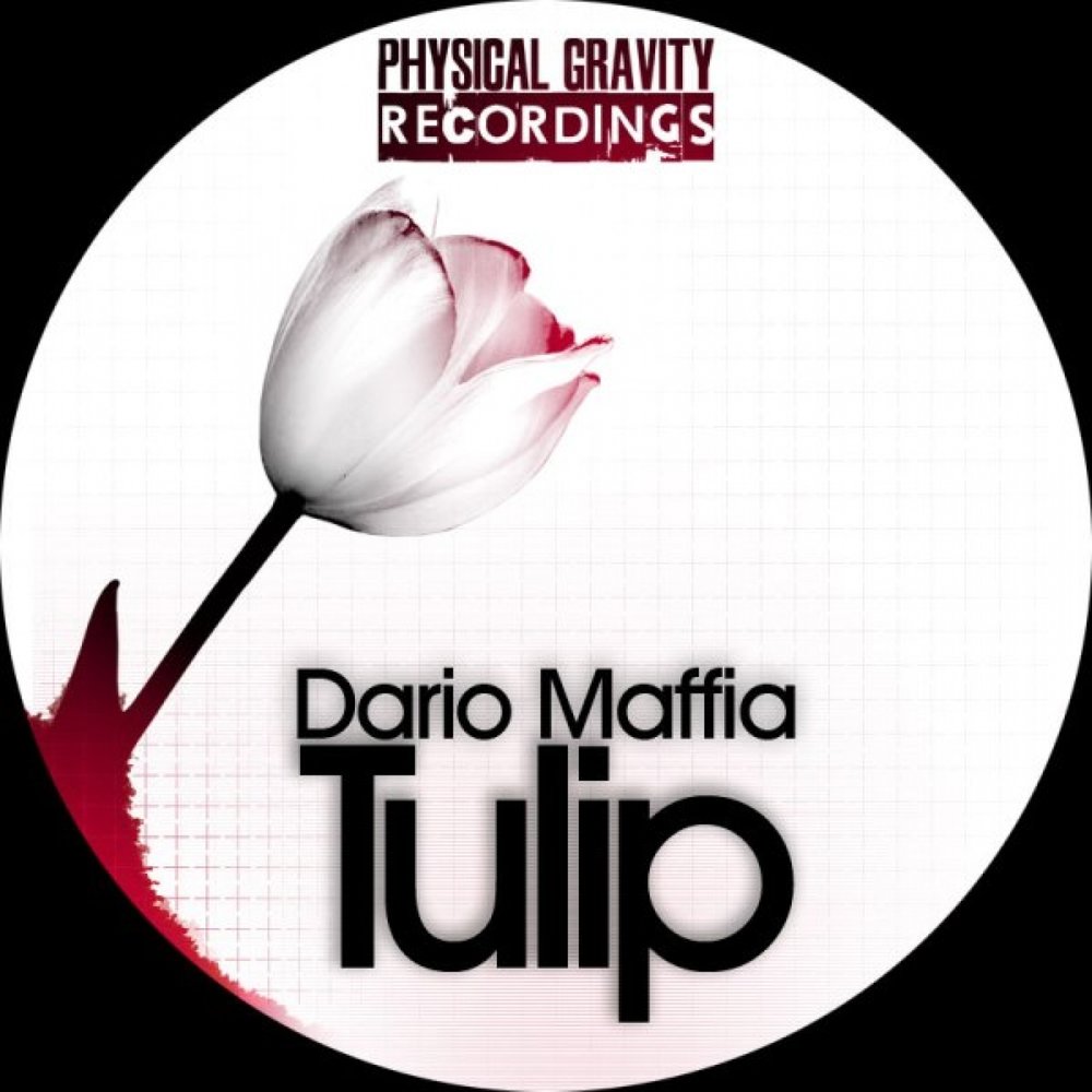 Обложка альбома тюльпан. Tulip Samantha. Dancing Tulips микс. Тюльпаны музыка.