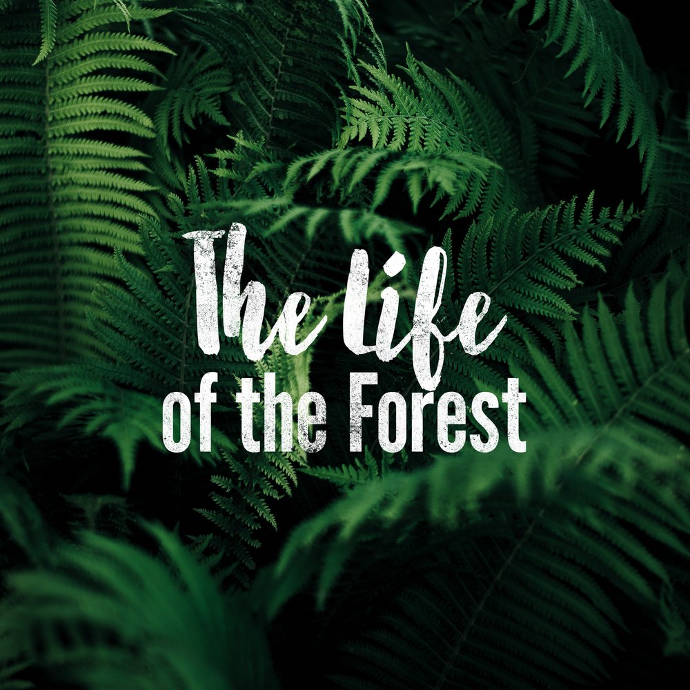 Feat природа. Реакция на sounds of the forest. Sounds of the forest. Sounds of the forest. All time of the jungle audio.