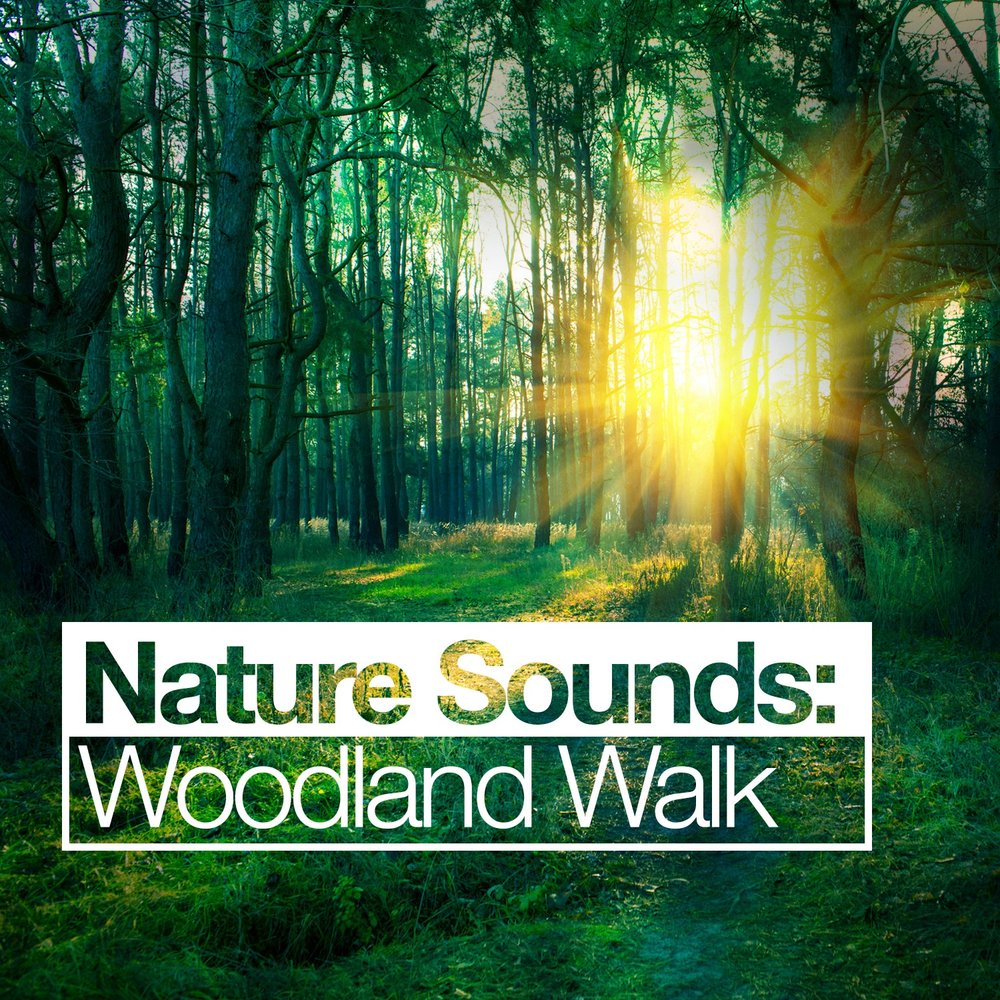 Natural Sounds. Sounds of nature. Nature with Sounds. The Sounds of nature create. Nature collection
