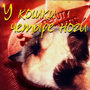 У кошки четыре ноги